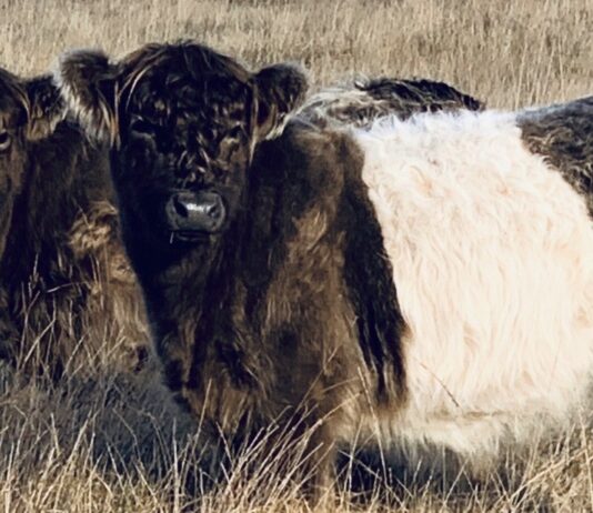 Breedr: Ian Wheal’s Farming Foundations